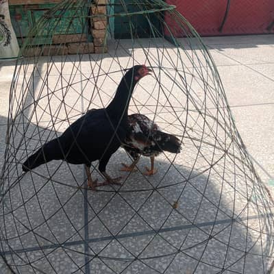 Aseel miwali hens