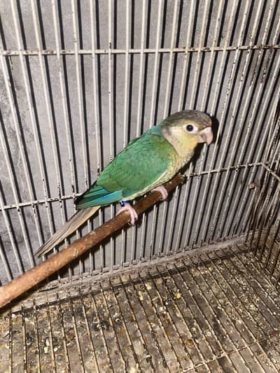 Blue torqoise breeder pair
