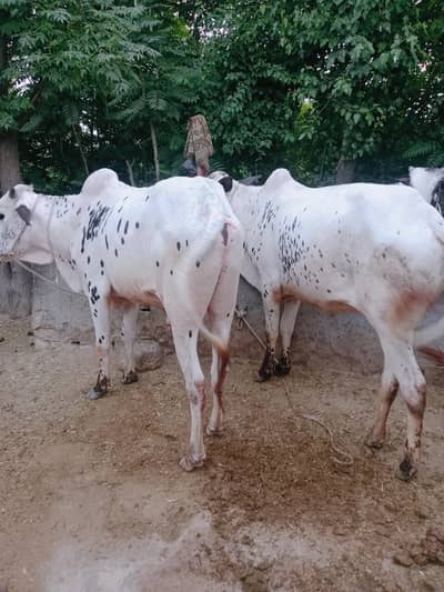 QURBANI BULLS ISLAMABAD/QURBANI BULLS ATTOCK 03125173572