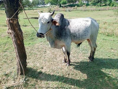 qurbani k janwar for sale