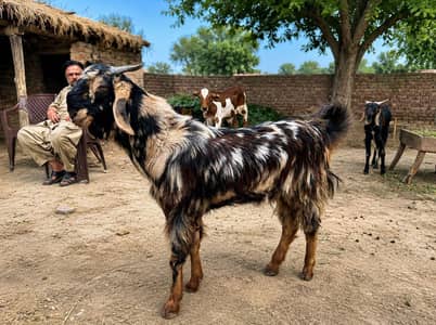 Desi Bakra | Donda | Qurbani 2026
