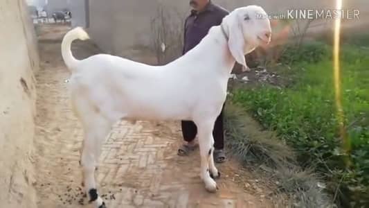 2 Dant Bakra  Qurbani ke Liye for sale _03233558634