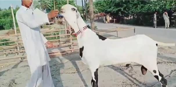 Bakra For Sale WhatsApp 03704815728