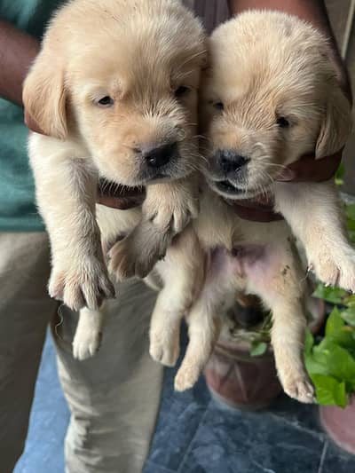 american Labra | Puppies | labrador | Dog | Labra Puppy | Labra