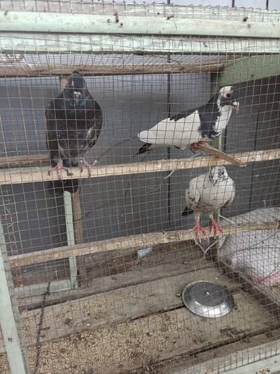 kabotar for sale  pingra free