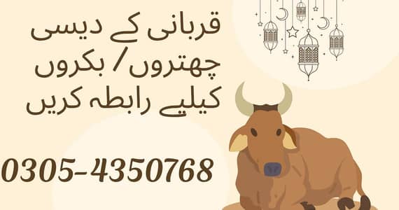 Bakra/ Chatra For Sale