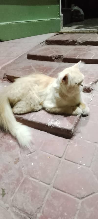 Persian cat for sale. beautiful and healthy