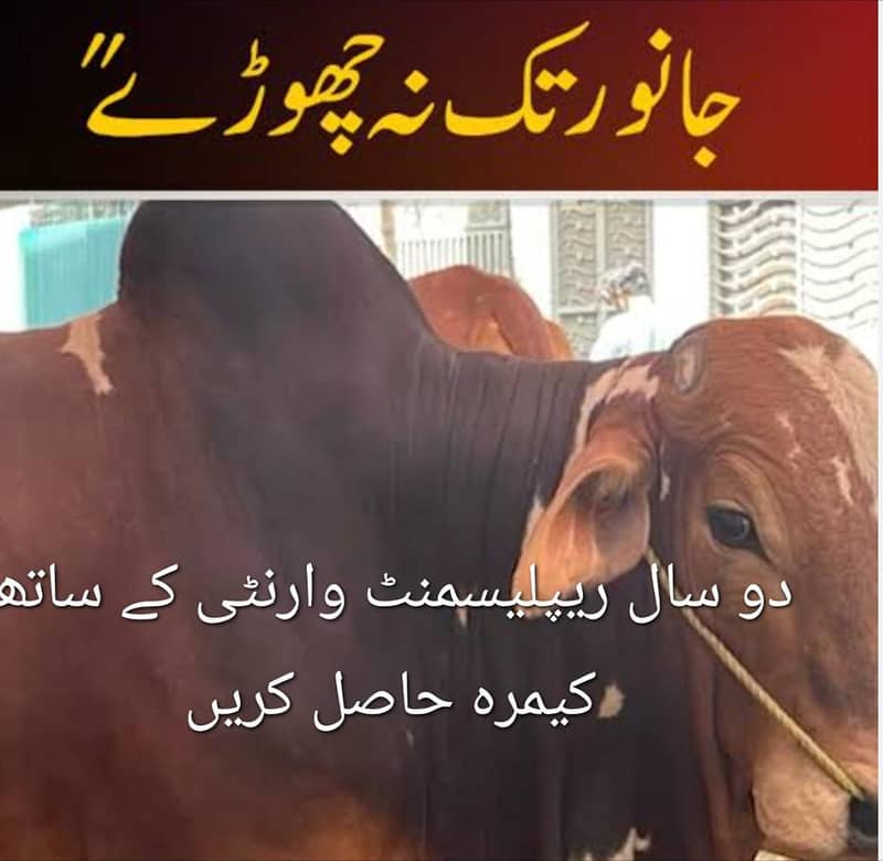 دو سال ریپلیسمنٹ وارنٹی میں اچھی قیمت میں کیمرے لگوائیں 1