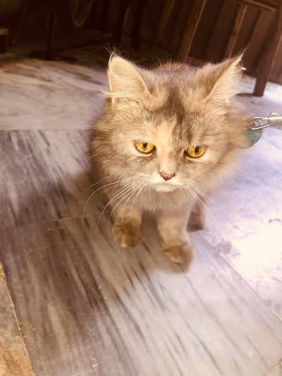 Persian cat