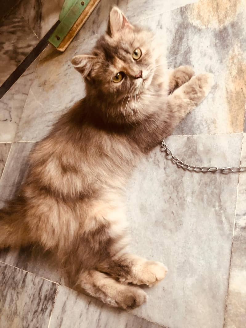 Persian cat 1