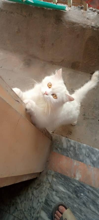 persion cat