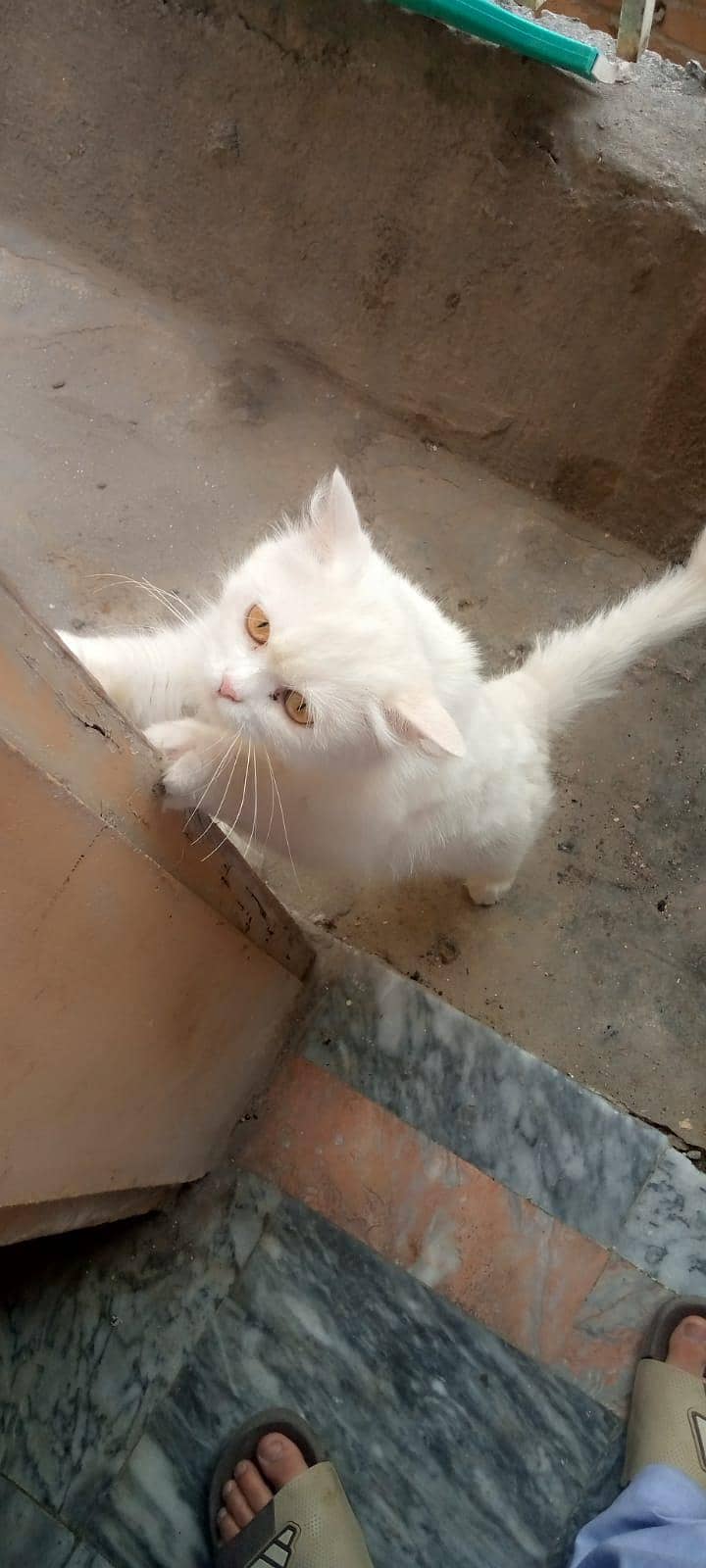 persion cat 1