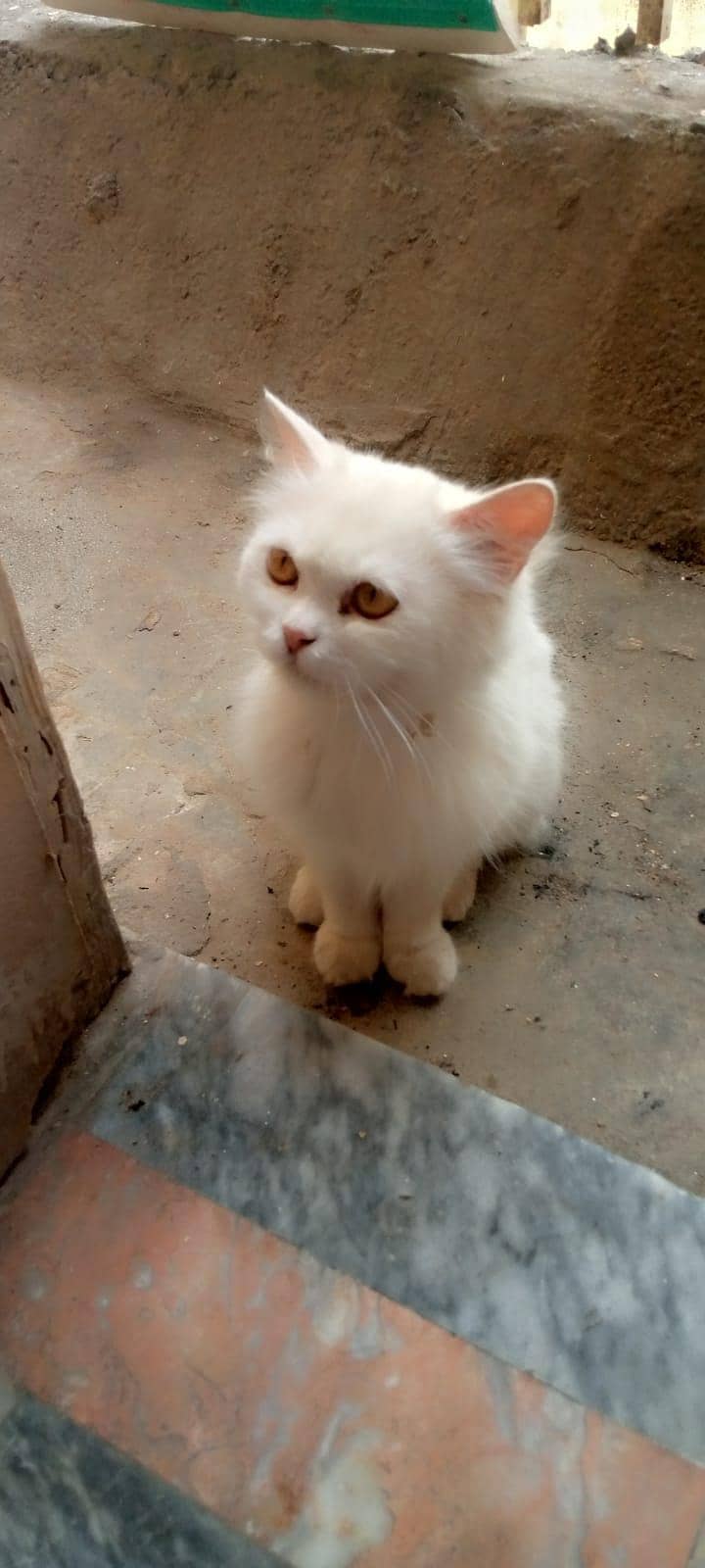 persion cat 2