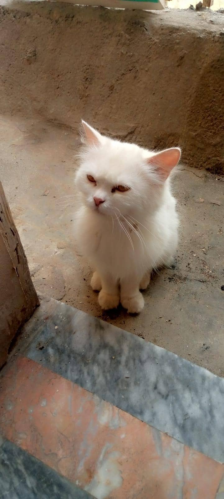 persion cat 3