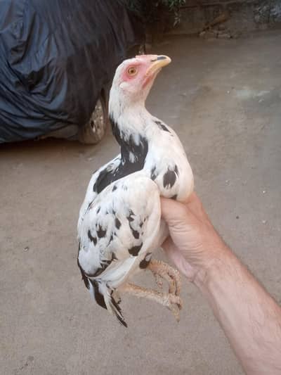 Aseel Pair Mianwali breed