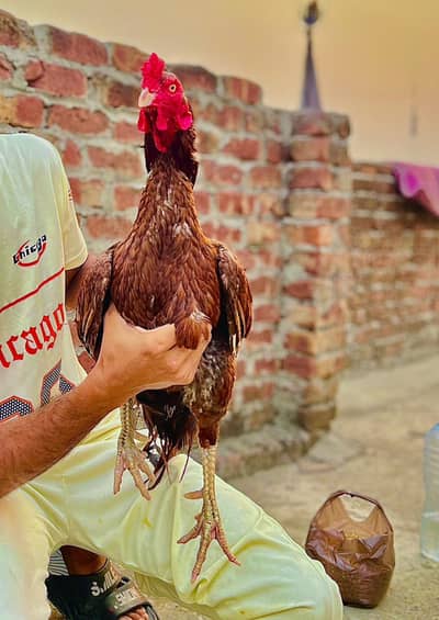 aseel Murga available