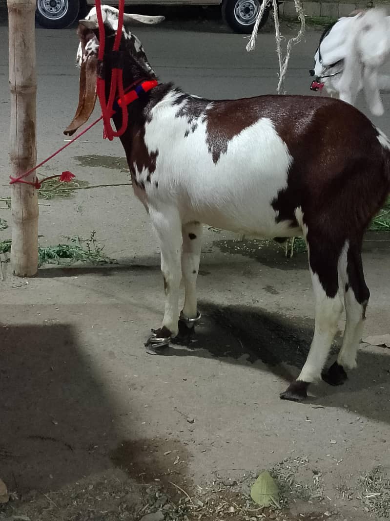 tabra bakra 2 dant 0