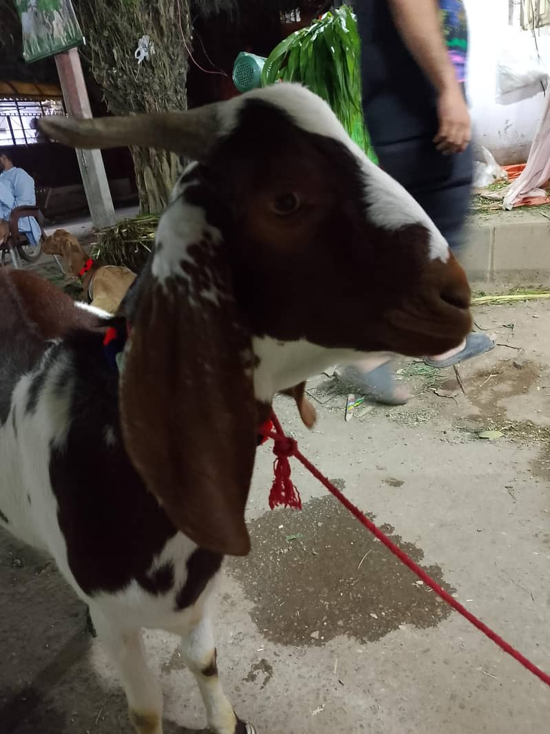 tabra bakra 2 dant 1