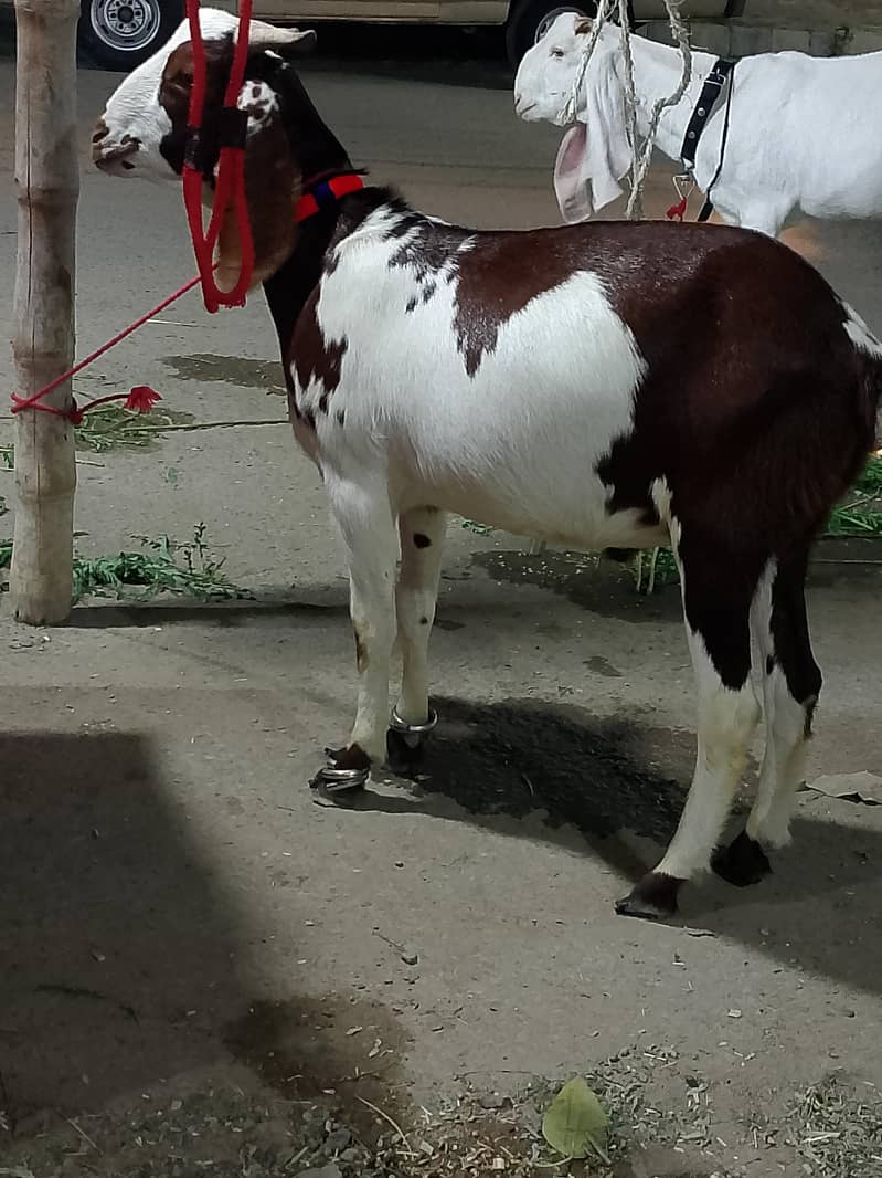 tabra bakra 2 dant 2