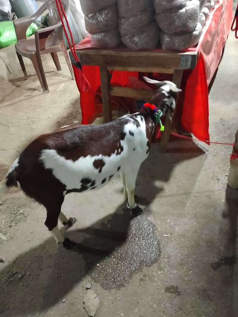 tabra bakra 2 dant 3