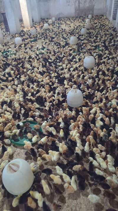 Golden misri 250gram