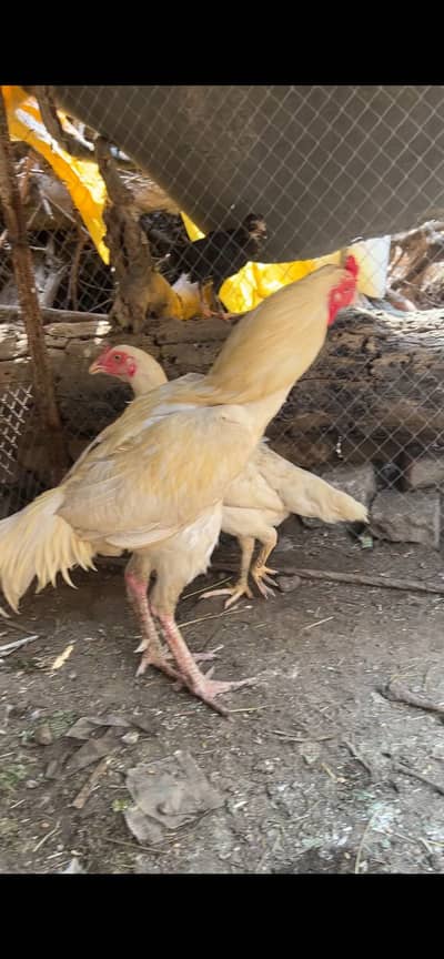 Heera pair andy dy rehi hy murgi