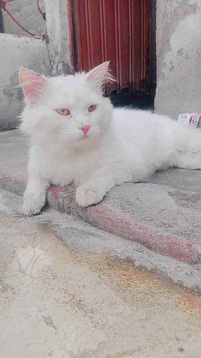 persian cat sell