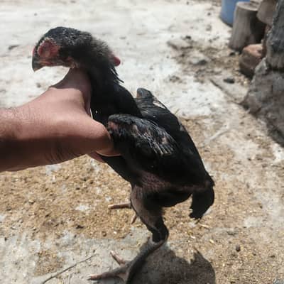  Pure Black Shamo Chicks & Eggs Available 