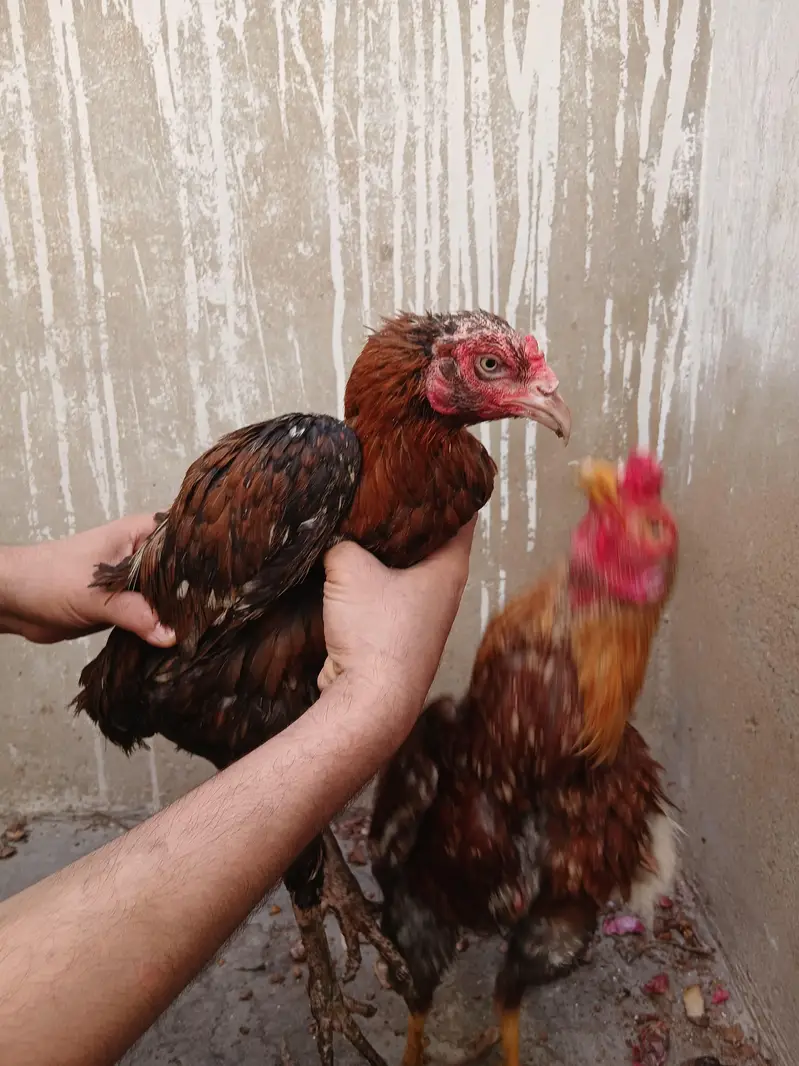 Aseel pair — photo 4