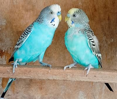 Australian Parrot, Blue Budgie Pair with 1 chick, blue parrot pair