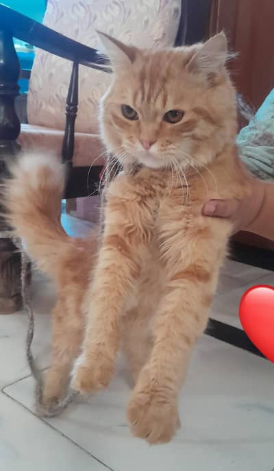 cat boht payari hai