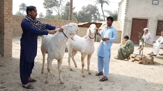 2 Bakre Qurbani ke liye for sale _+03233558634