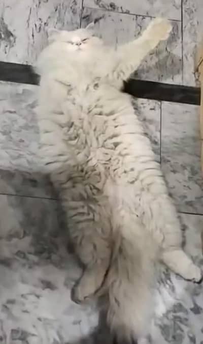 full breeder male cat