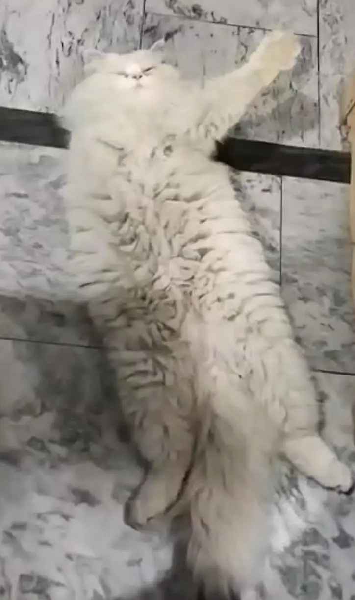 full breeder male cat