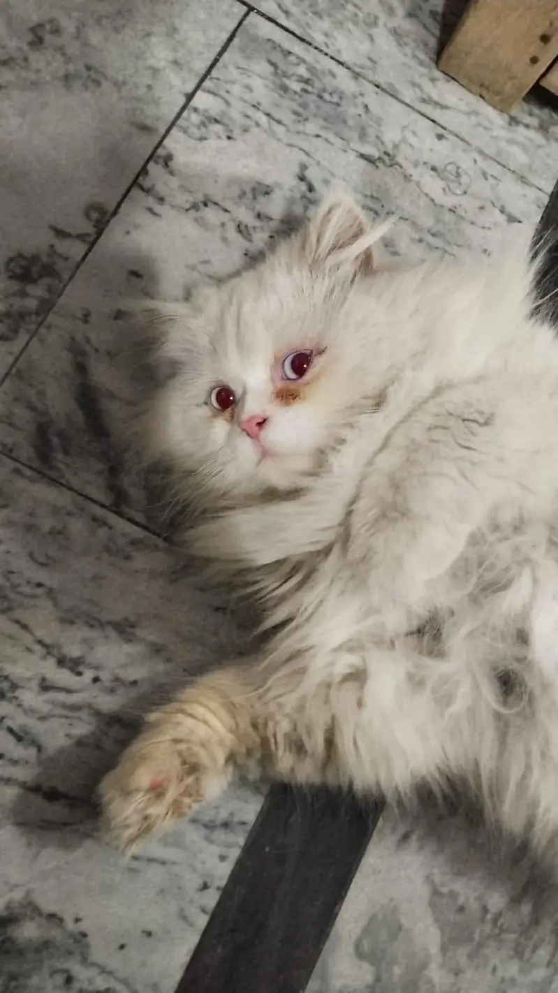 full breeder male cat — photo 2