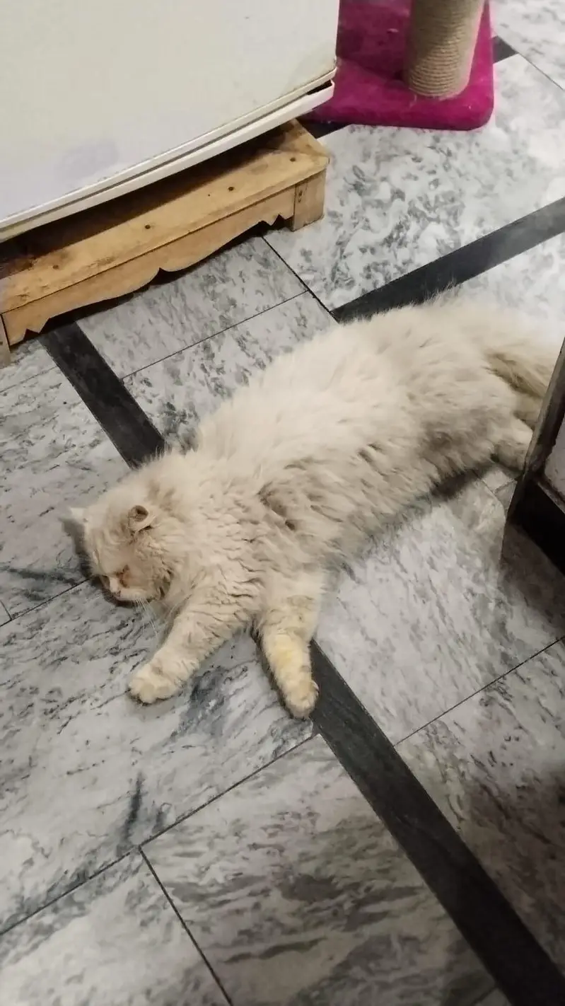 full breeder male cat — photo 3