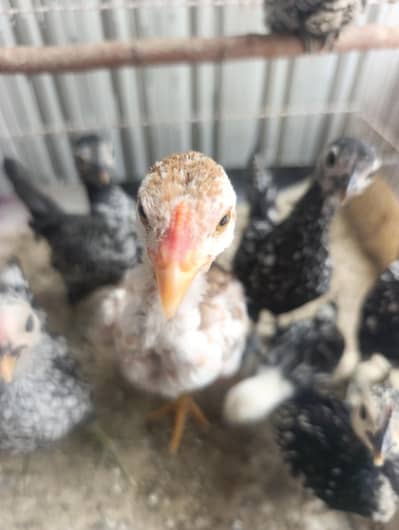 ENGLISH GAME 2 MONTHS CHICKS MALE & FEMALE MIX