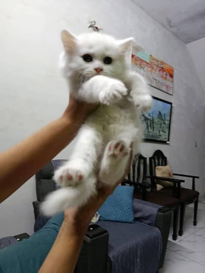 Kitten for sale