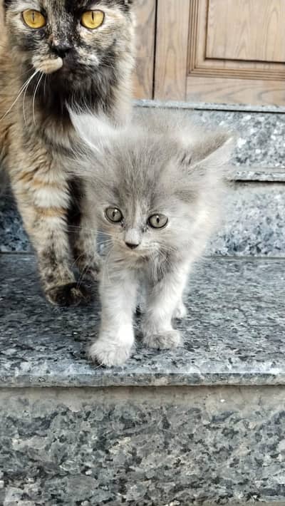 cute 35 days old 4 Persian kittens one male 3 female