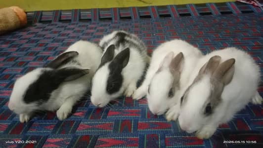 Rabit ky baby per baby500