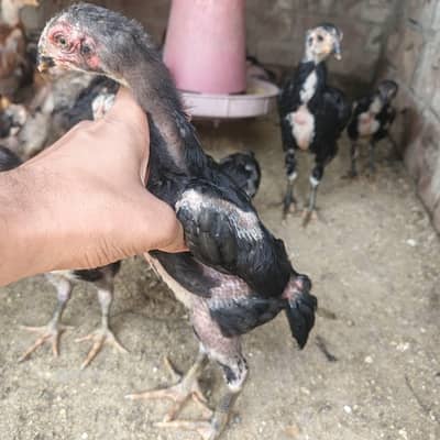 Pure Black Shamo Chicks & Eggs Available 