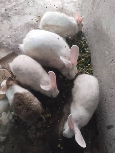 red eyes pure white rabit