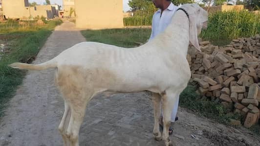 qurbani Wala Bakra for sale 03704815728