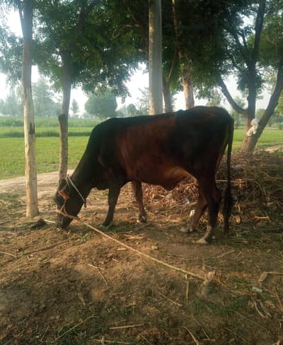 Vilayati female cow colour dark brown