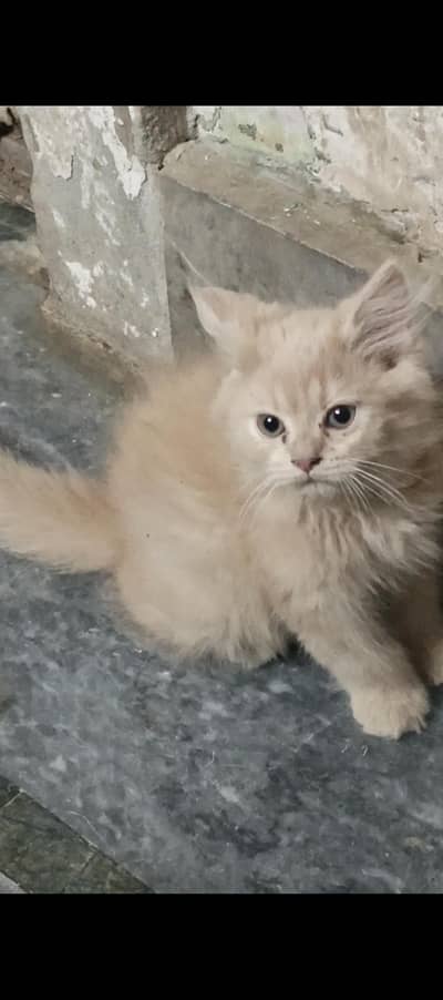 female fown kitten