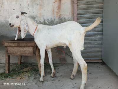 2 bakra