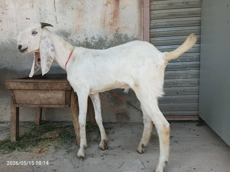 2 bakra 0