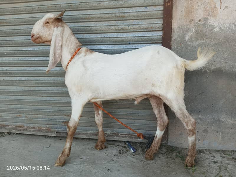 2 bakra 1