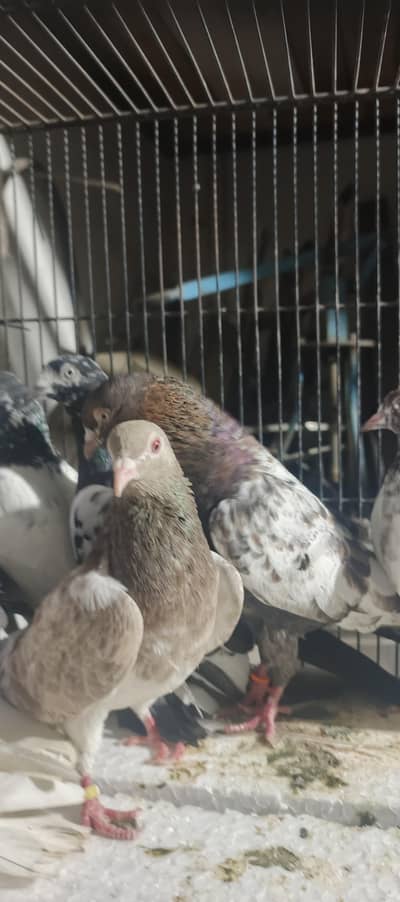 TeddyI  KABOOTER SALE