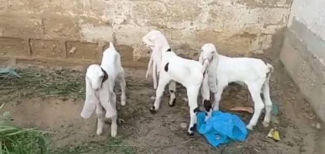 3 Bacchon Ka Sath Gulabi Bakri For Sale _+03233558634